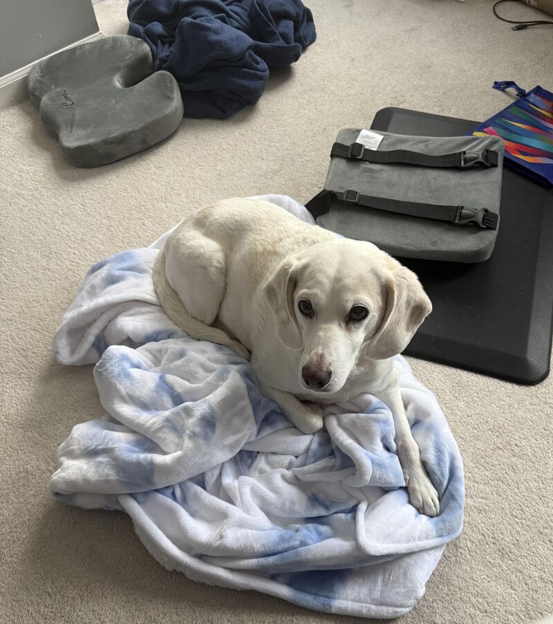 He keeps stealing my oodie