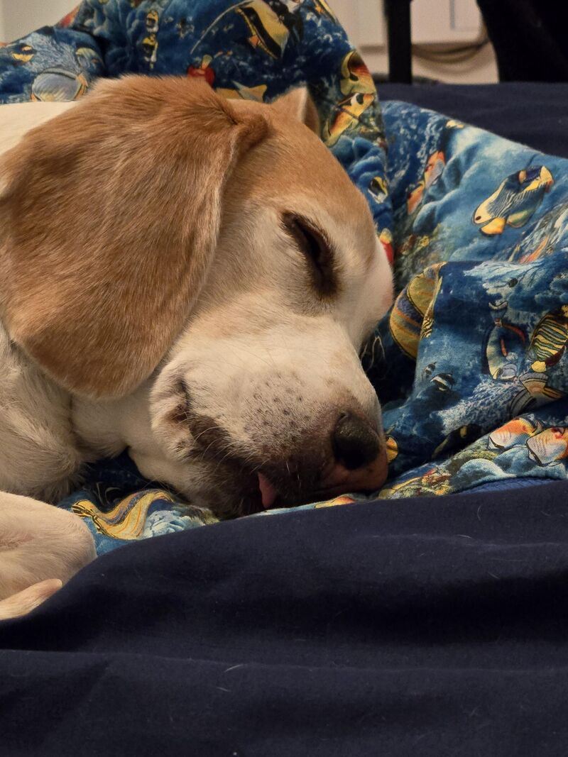 Does anyone else's beagle blep in their sleep?