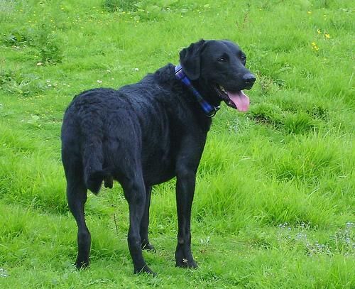 Retriever Curly