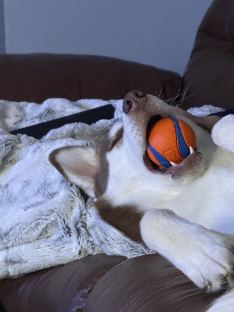 Refuses to do life without her ball