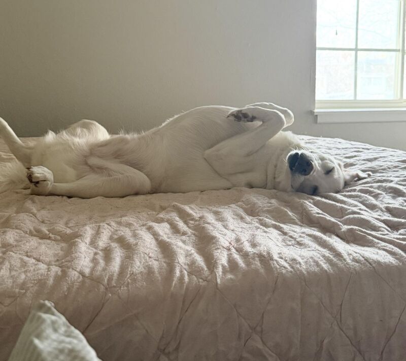 I injured myself and so my clingy dog and I haven’t been able to lay in bed for over a week. Here’s the labsky - Ernesto enjoying the queen bed all to himself. Smack dab in the middle. All day, everyday.