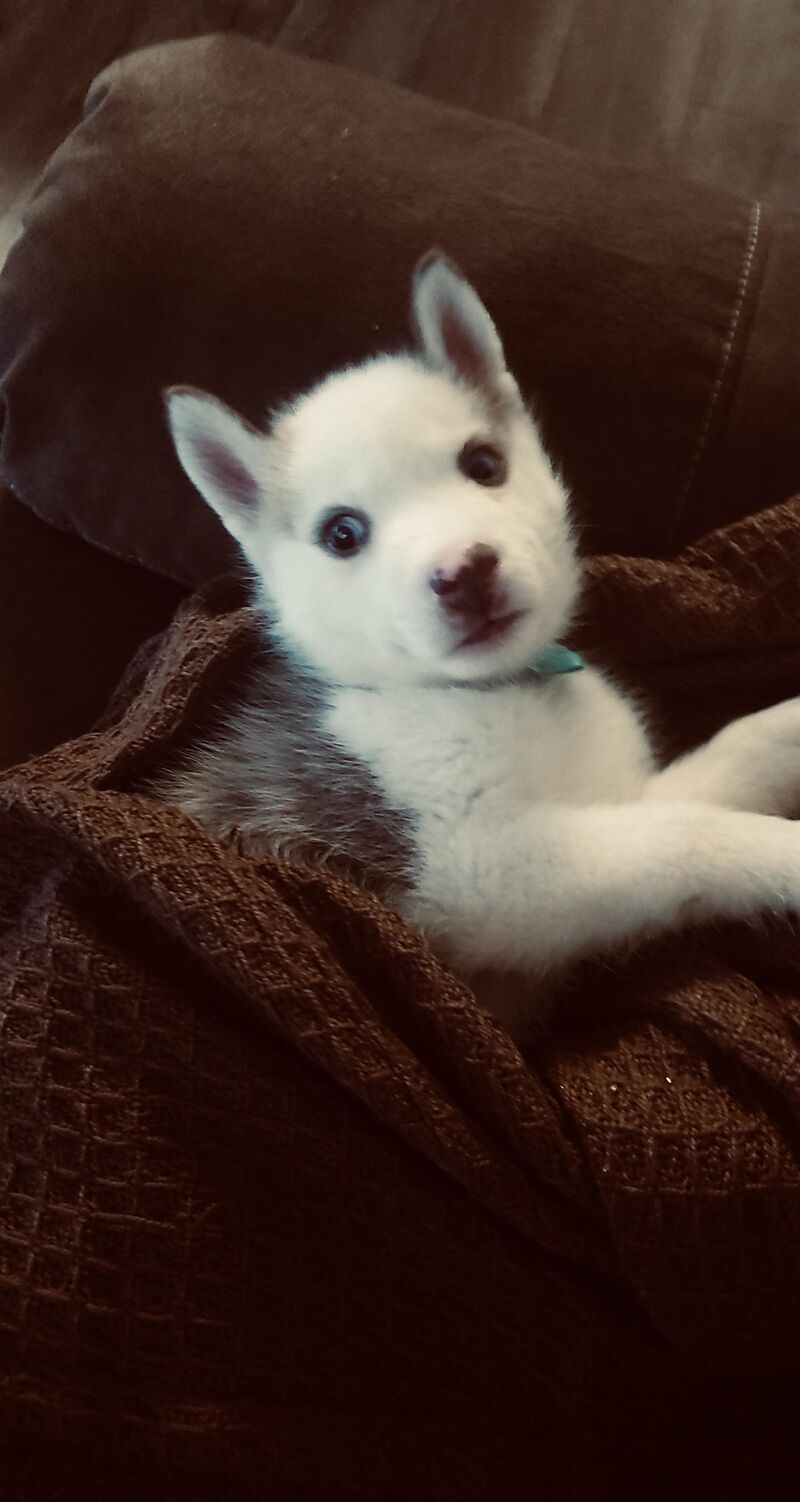 Time really flies , Jax is turning 6 soon already. 5 weeks old here.