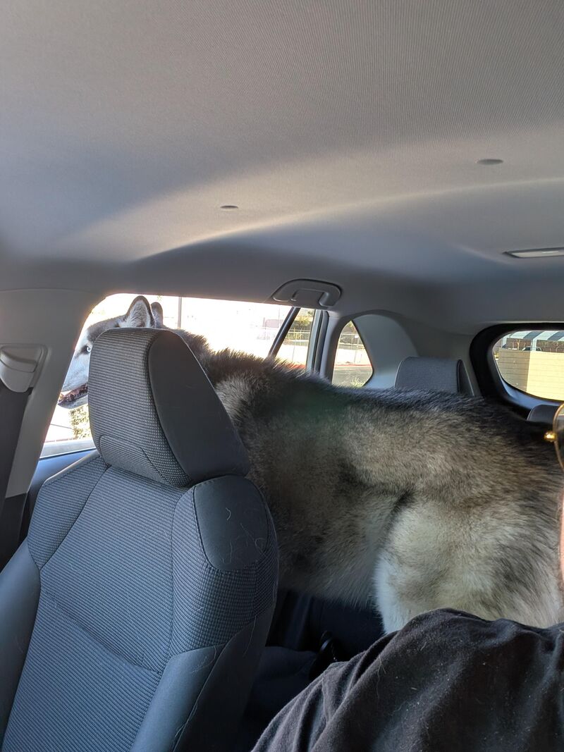 He loves going on car rides...