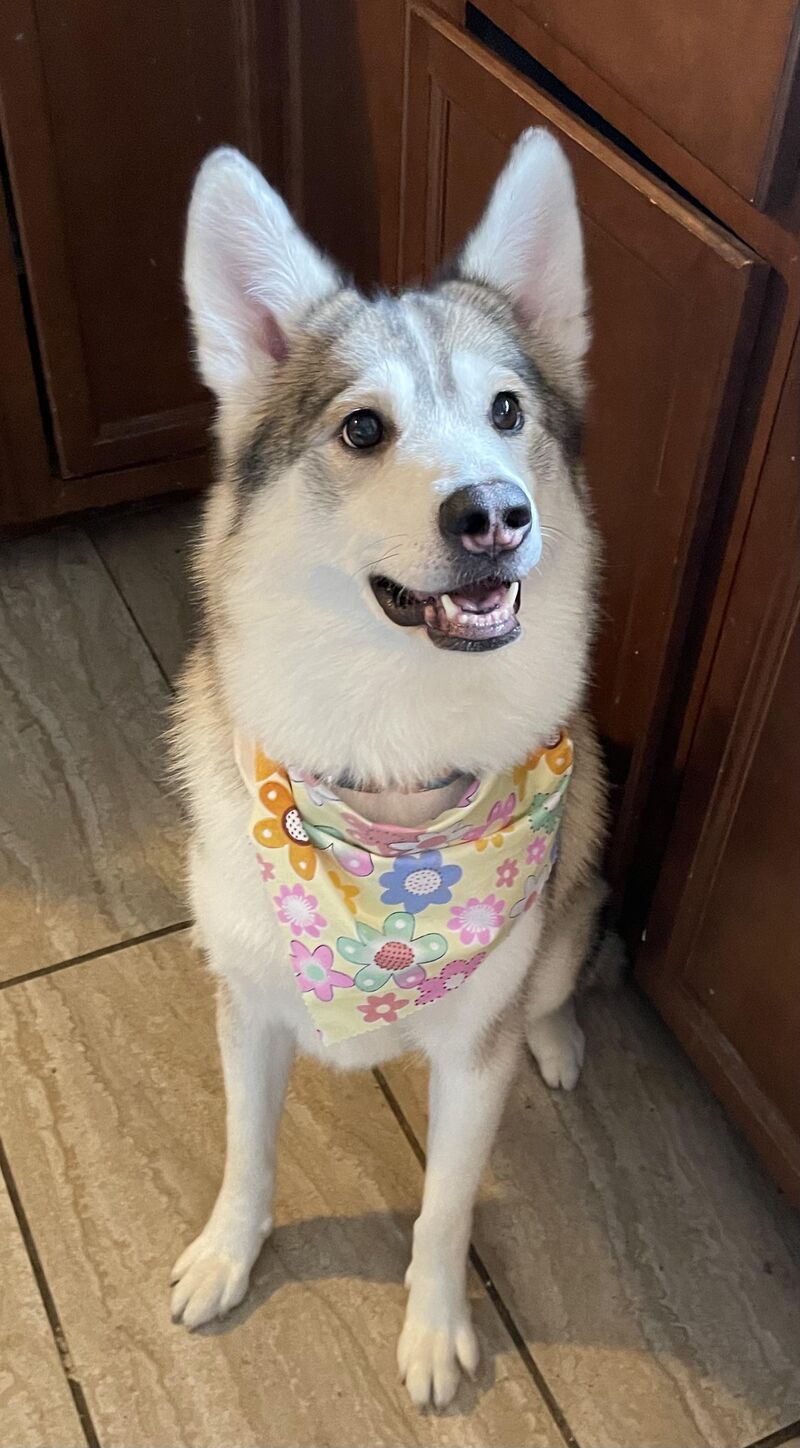 Husky advice needed!