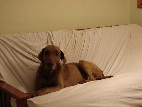 Retriever Chesapeake