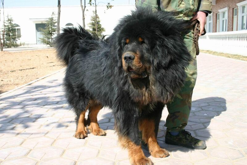 Mastiff Tibetan
