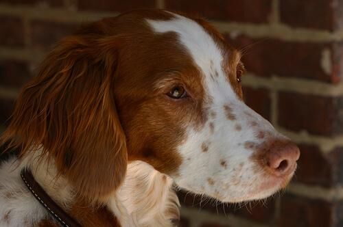 Spaniel Brittany