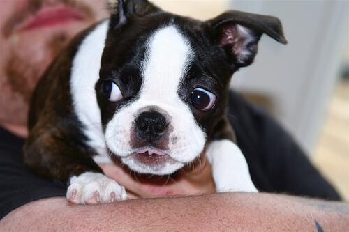 Bulldog Boston