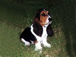 Hound Basset