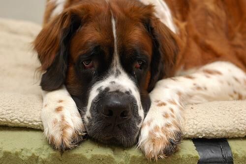 Stbernard