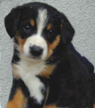 Entlebucher