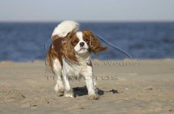 Spaniel Blenheim