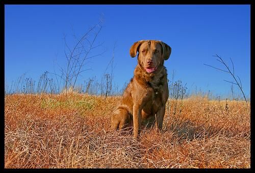 Retriever Chesapeake