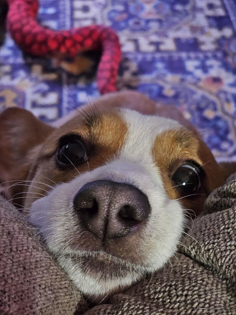 Why set an alarm for dinnertime when you have this as an extremely consistent reminder?