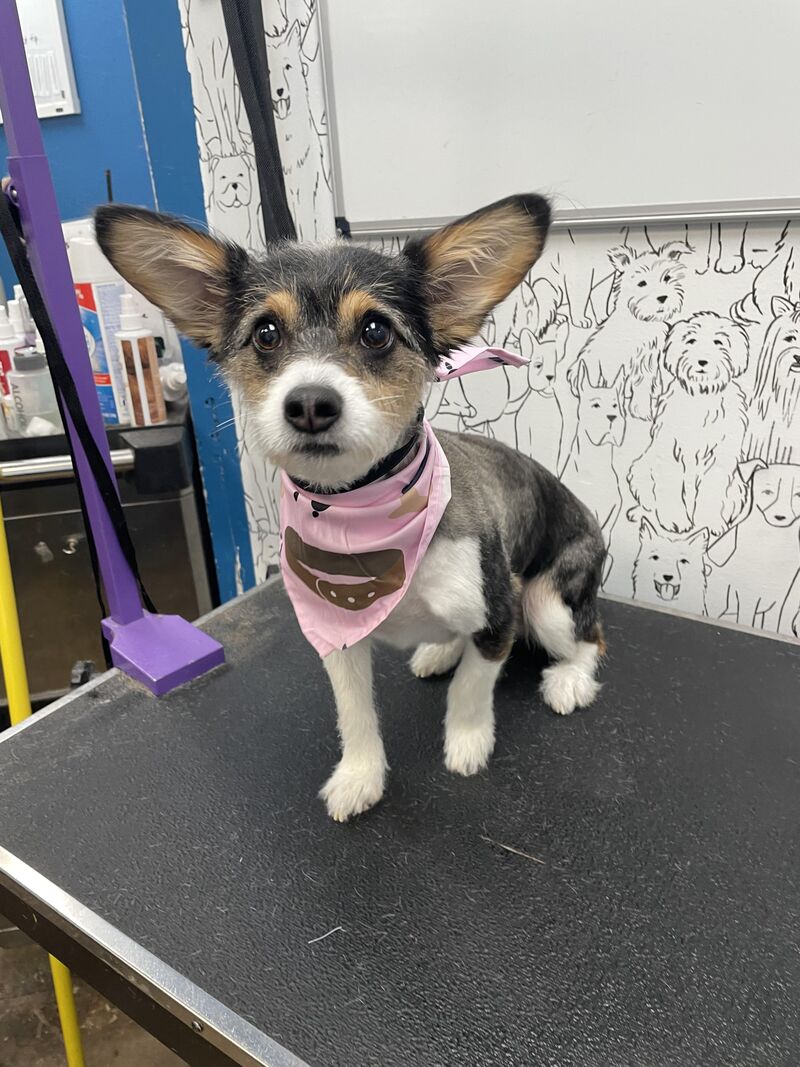 Cosette got a haircut (she didn’t let them touch her feet). We celebrate three years together this week 💕. But on a serious note…