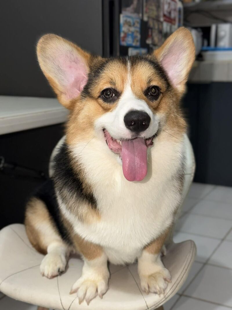 Hey guys! It’s me, Mochi - my mom’s furry little machine. Nice to meet you all!! 🐶✨