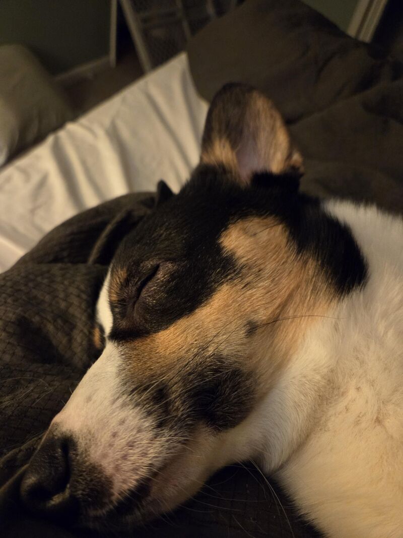 Belly scritches make for a sleepy pup