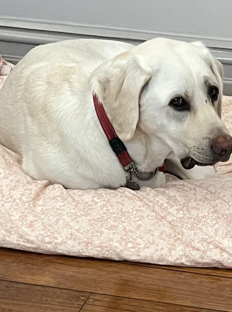 Just saw a video of a guy hangliding with his dog. This is mine when I just asked if he wanted a walk