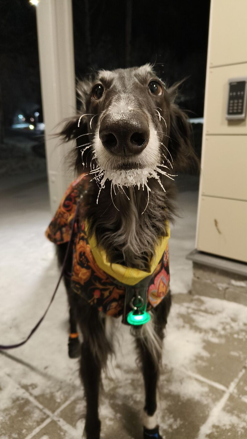 The frost bearded GiraffeGoblin ❄️