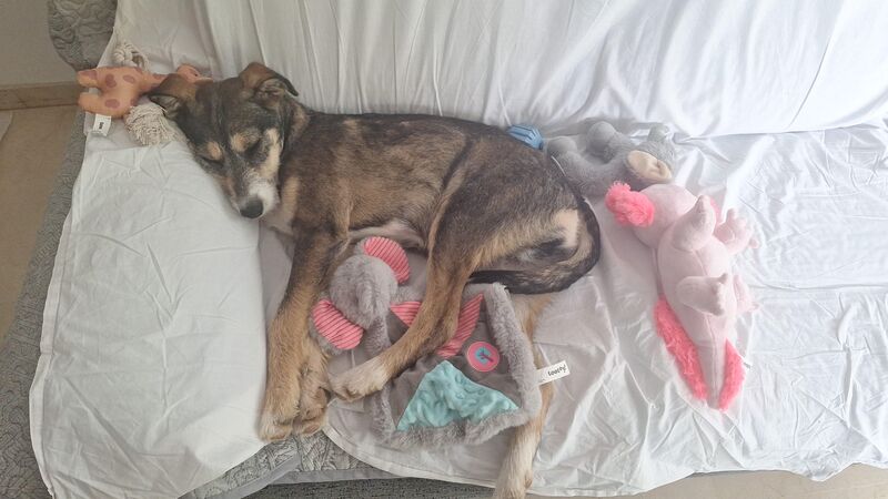 Terry, 5 months old!