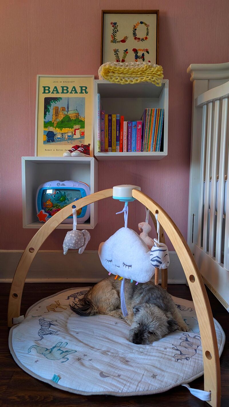 5 more weeks as an only pupper