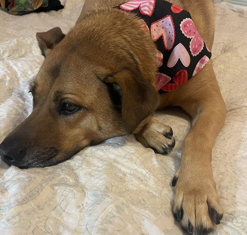 Penny is also accepting Valentine’s applications but she’s not as enthusiastic about it