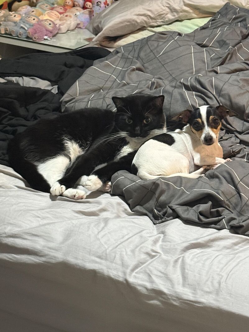 Meet Chibi the Chihuahua and Oscar the Tuxedo ♥️