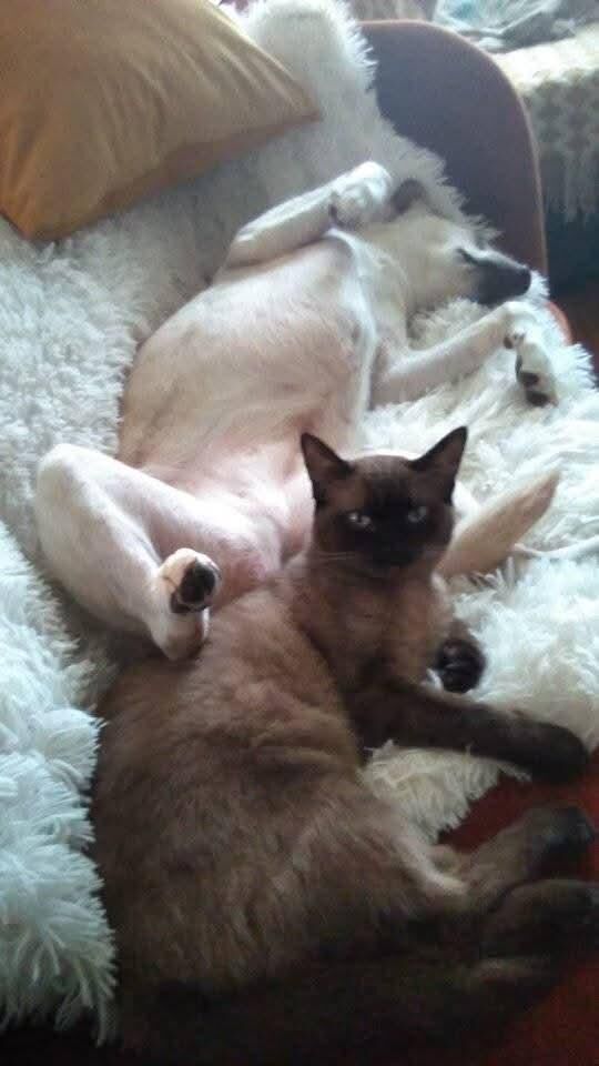 People are asking for my rescue and kitty photo