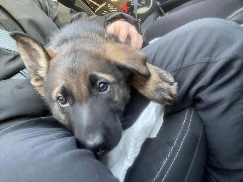 How to avoid separation anxiety?