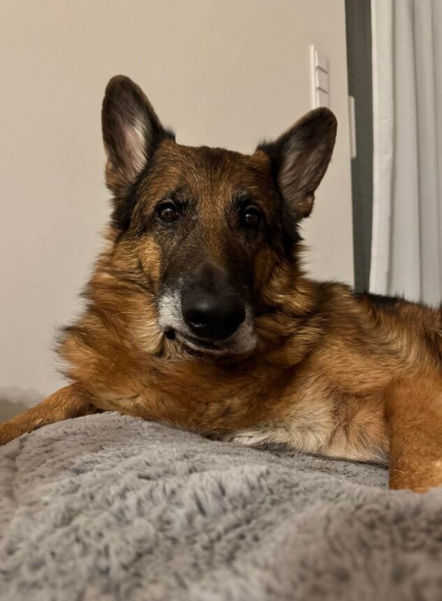 I can't be the only one getting judged by GSD all the time lmao