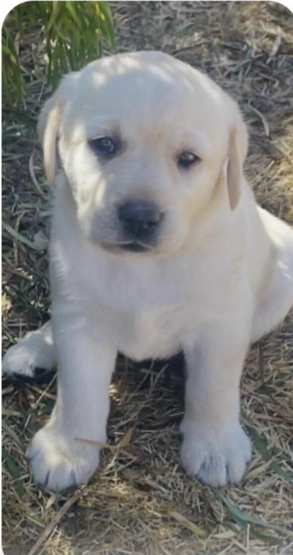 Picking up this sweet girl soon, any name suggestions ?