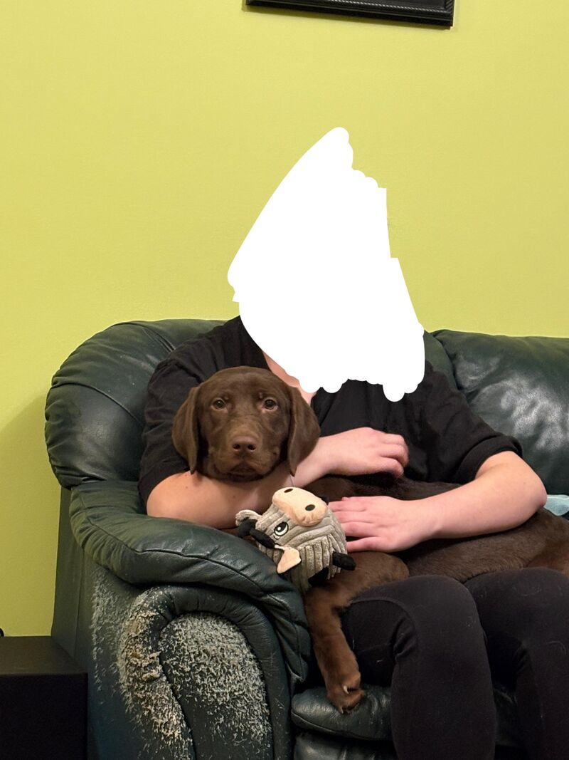 Need advice on house training