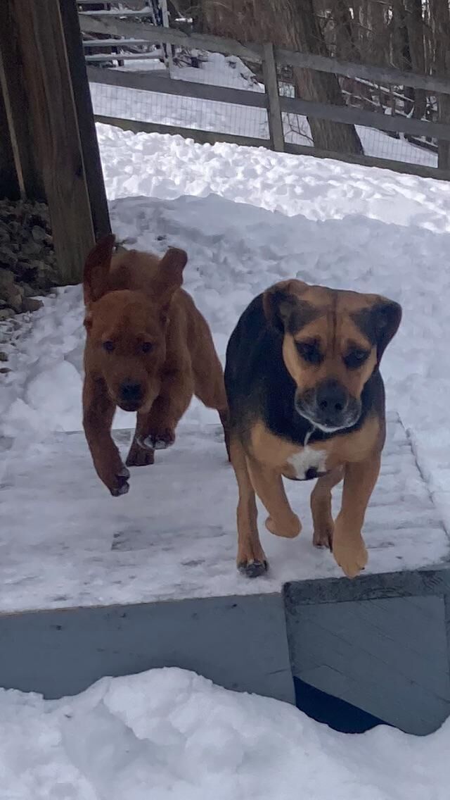 Pepper might be more excited about the snow than Daisy