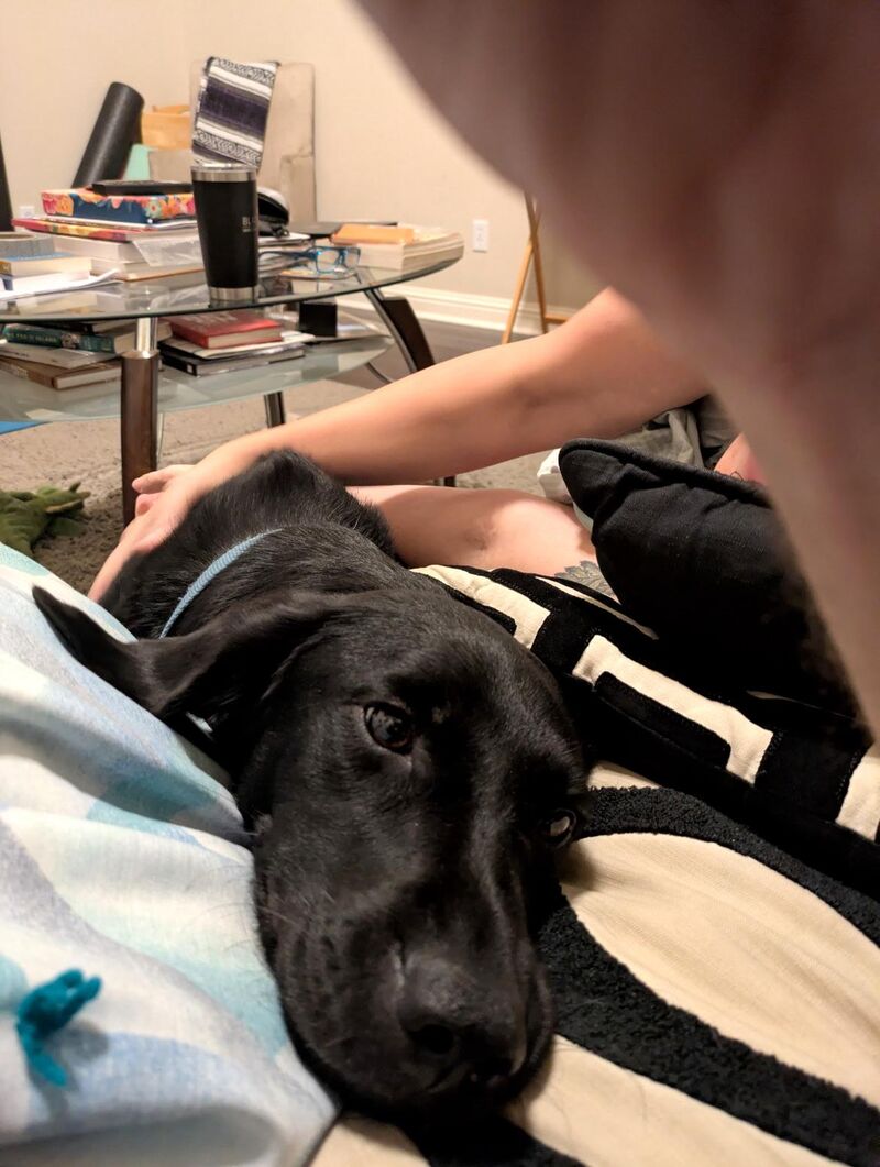 Can I get a boop for this beautiful lab named Benny? 😍❤️💕💜💗💖💞