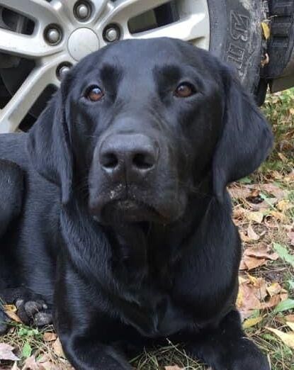 Black Labradors are not pets, they’re family.