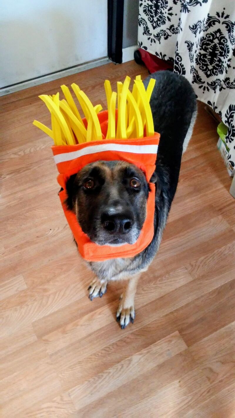 RIP Luna 04/08/12 - 02/01/26