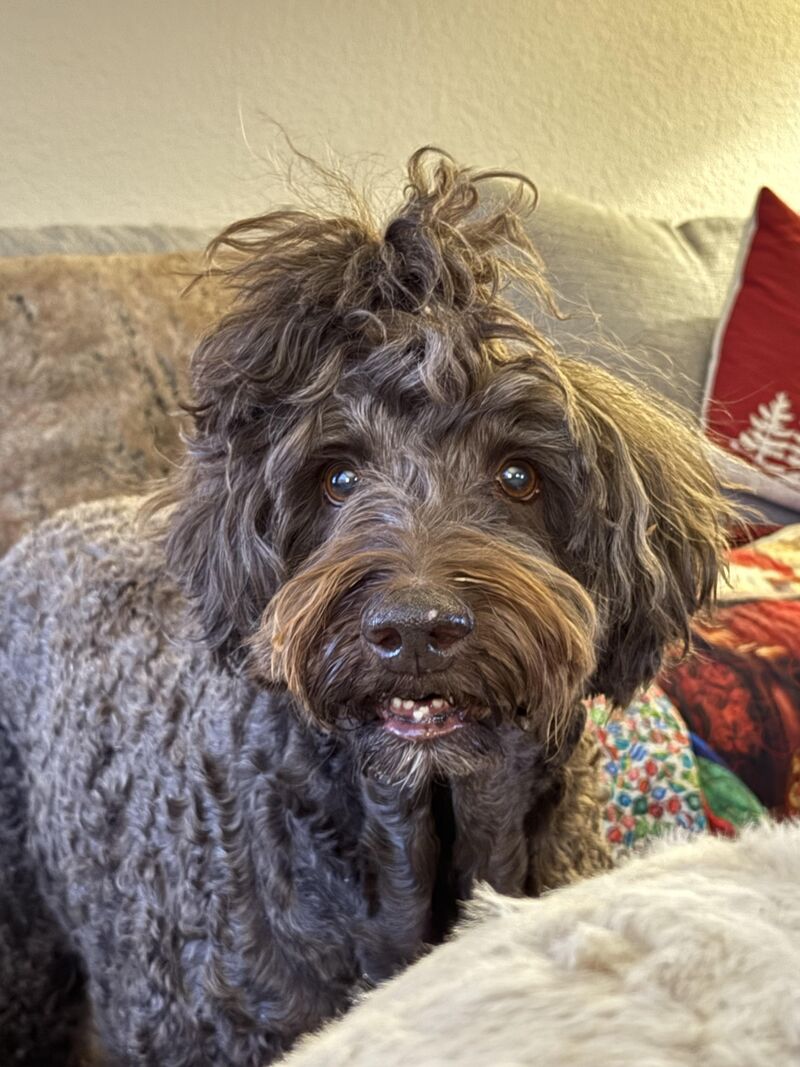 Georgie is getting his first dental!