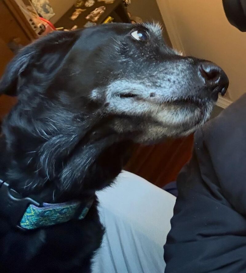 Took a selfie with my dog, looked at the picture, never seen such a loving expression on a dog's face before