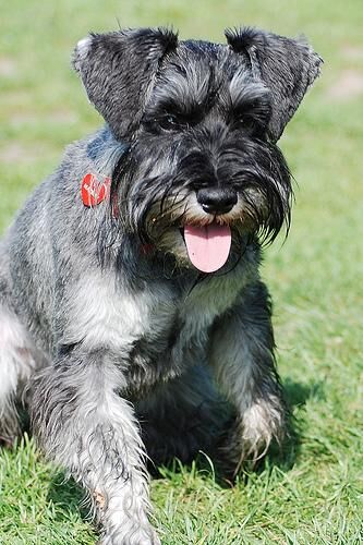 Schnauzer Miniature