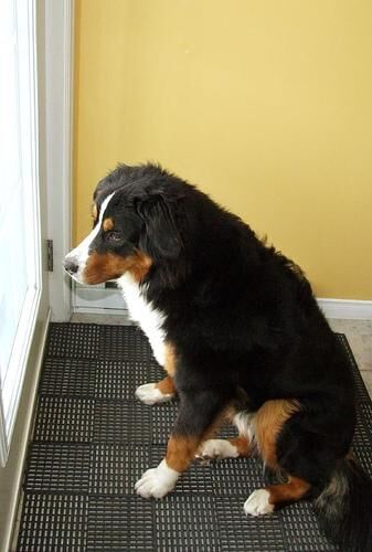 Mountain Bernese