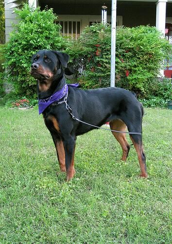 Rottweiler