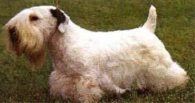 Terrier Sealyham