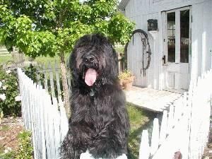 Briard