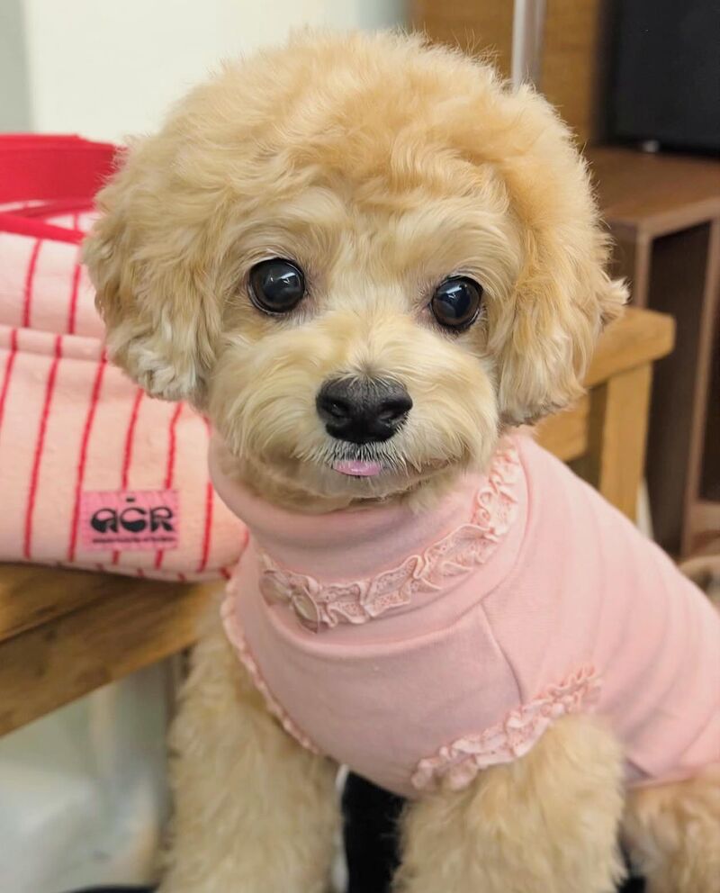 Cookie has a pink mood today and wishes you the loveliest day 💕🌸