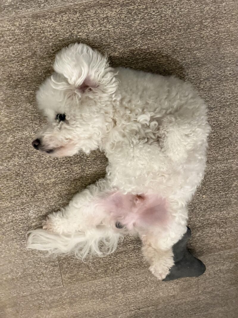 Did his paw just disappear 😭