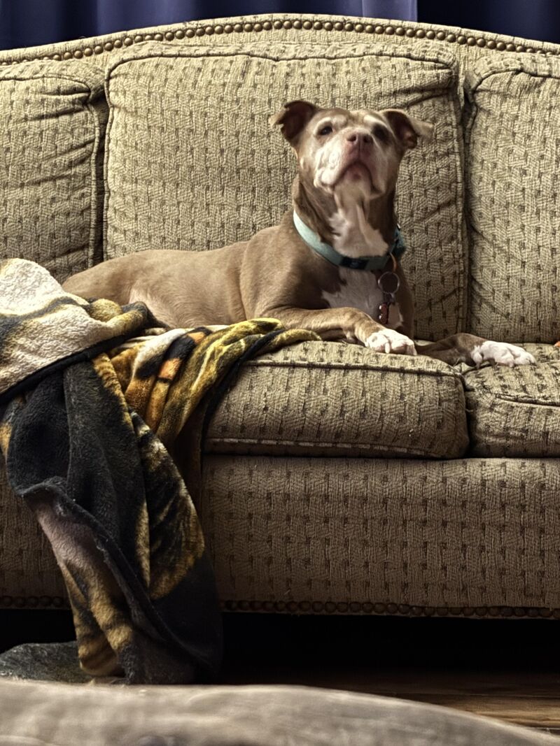 A well fed, gassy old lady begging for my spaghetti