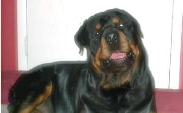 Rottweiler