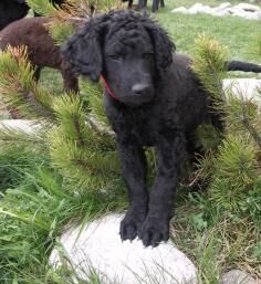 Retriever Curly