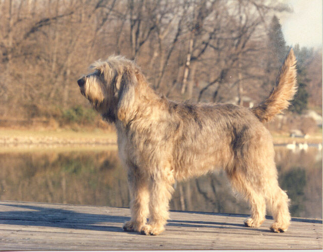 Otterhound