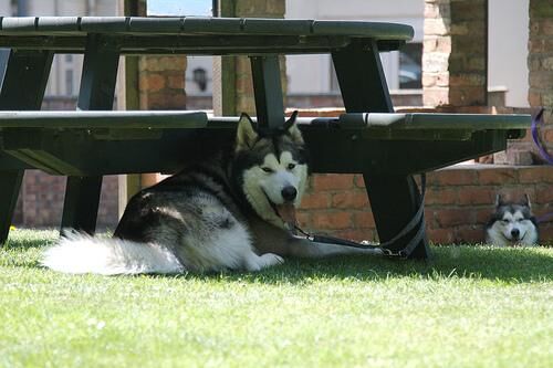 Malamute